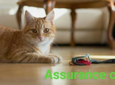 assurance chat