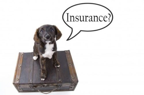 insurance-dog
