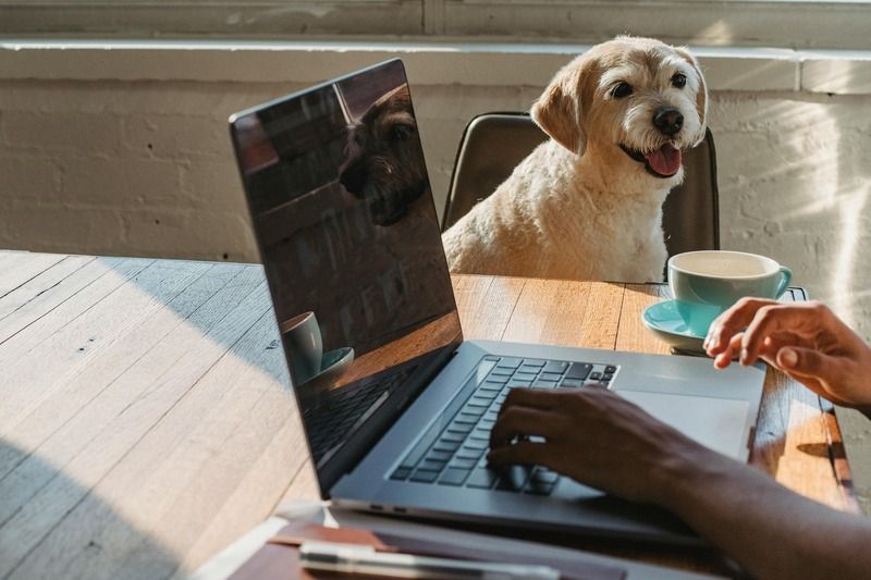 un chien avec son maitre