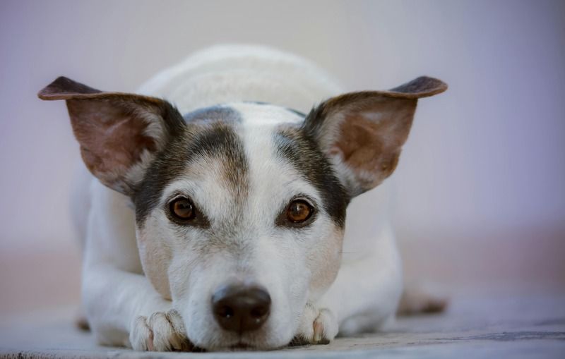un chien