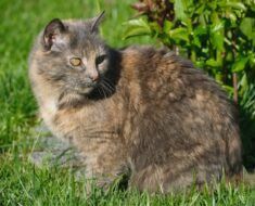 Assurance animaux 1