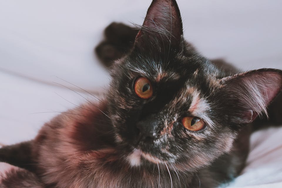 Assurance animaux 2