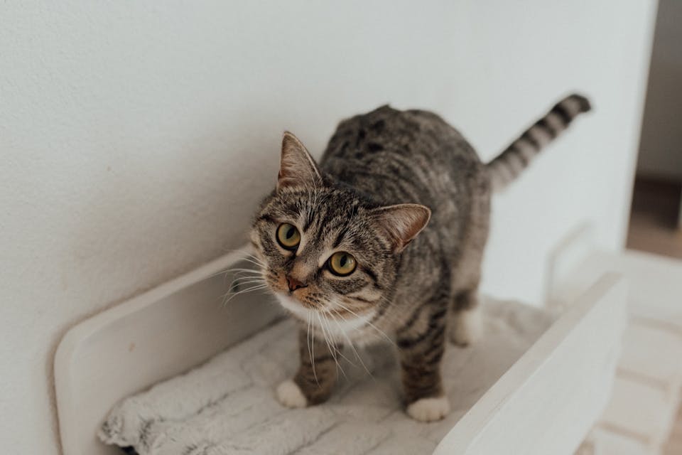 Assurance animaux 3